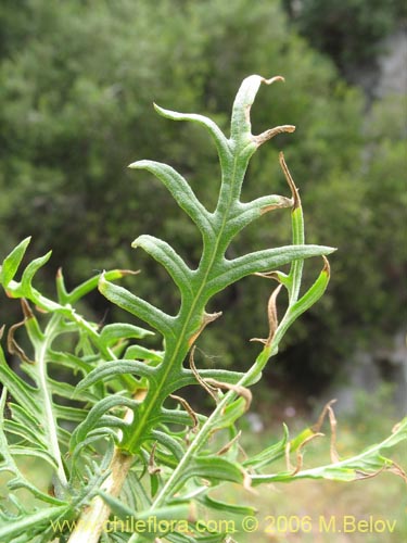 Image of Centaurea chilensis (Flor del minero). Click to enlarge parts of image.