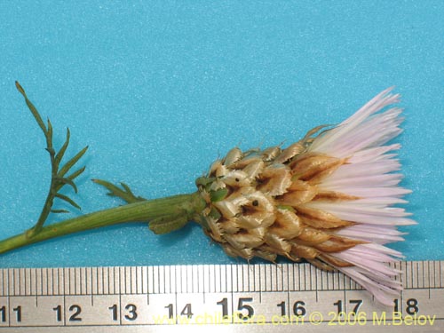 Bild von Centaurea chilensis (Flor del minero). Klicken Sie, um den Ausschnitt zu vergrössern.