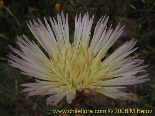 Bild von Centaurea chilensis (Flor del minero). Klicken Sie, um den Ausschnitt zu vergrössern.