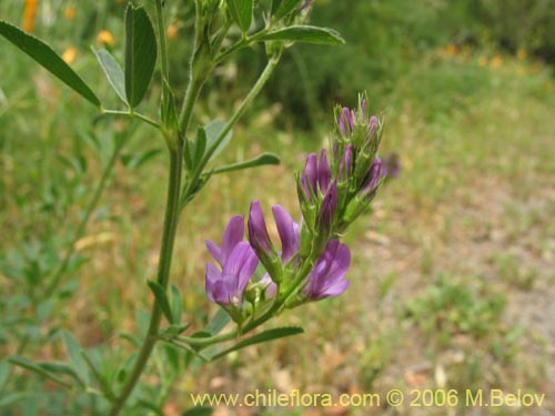 Imágen de Medicago sativa (Alfalfa). Haga un clic para aumentar parte de imágen.