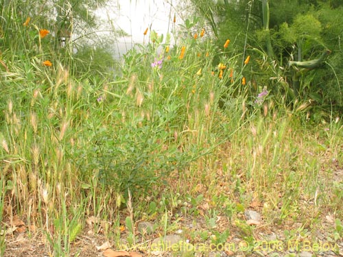 Image of Medicago sativa (Alfalfa). Click to enlarge parts of image.