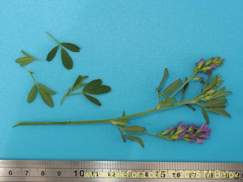 Image of Medicago sativa (Alfalfa). Click to enlarge parts of image.