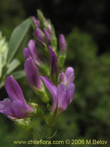 Image of Medicago sativa (Alfalfa). Click to enlarge parts of image.