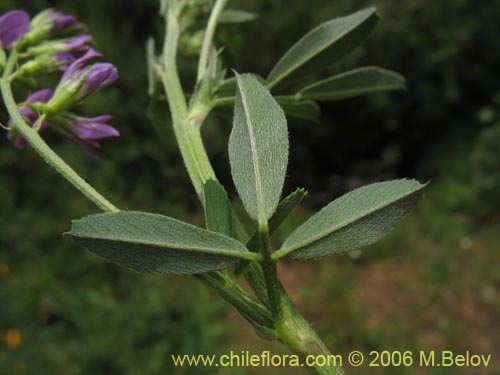 Image of Medicago sativa (Alfalfa). Click to enlarge parts of image.