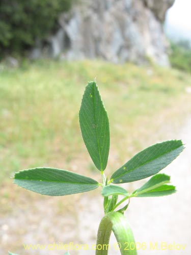 Imágen de Medicago sativa (Alfalfa). Haga un clic para aumentar parte de imágen.