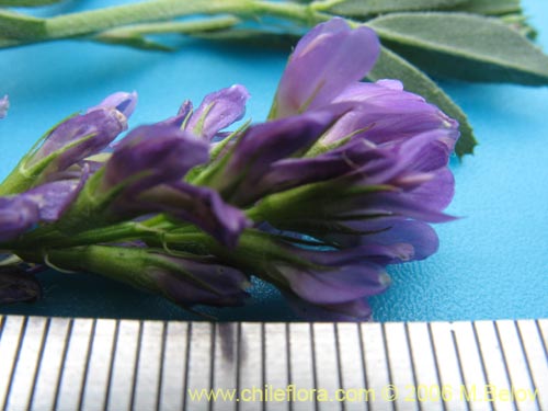 Medicago sativaの写真