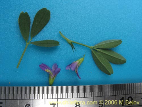 Medicago sativa的照片