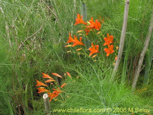 Bild von Alstroemeria ligtu ssp. simsii (Flor del gallo). Klicken Sie, um den Ausschnitt zu vergrössern.