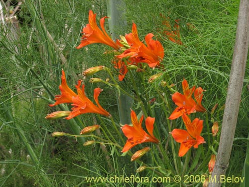 Image of Alstroemeria ligtu ssp. simsii (Flor del gallo). Click to enlarge parts of image.