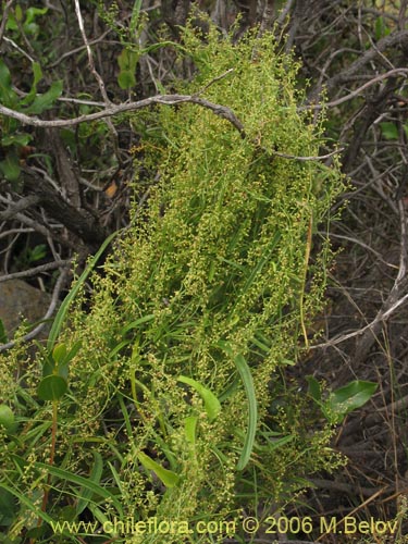 Image of Dioscorea saxatilis (Jabón del monte). Click to enlarge parts of image.