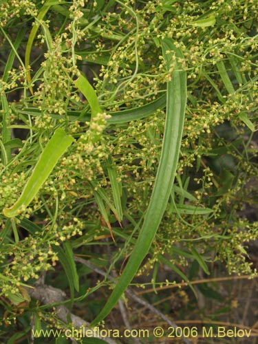 Фотография Dioscorea saxatilis (Jabón del monte). Щелкните, чтобы увеличить вырез.