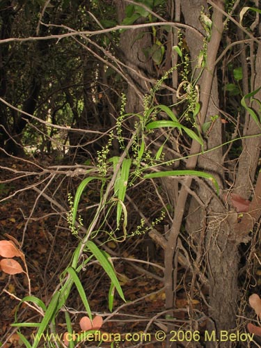 Фотография Dioscorea saxatilis (Jabón del monte). Щелкните, чтобы увеличить вырез.