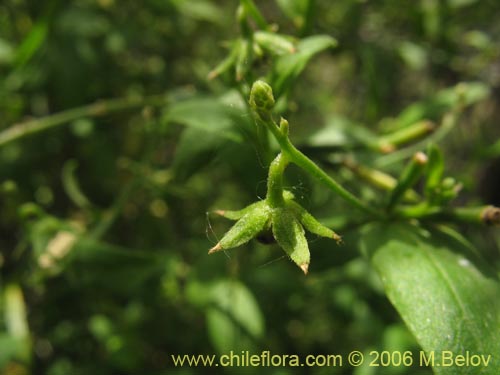 Imágen de Planta no identificada sp. #2403 (). Haga un clic para aumentar parte de imágen.