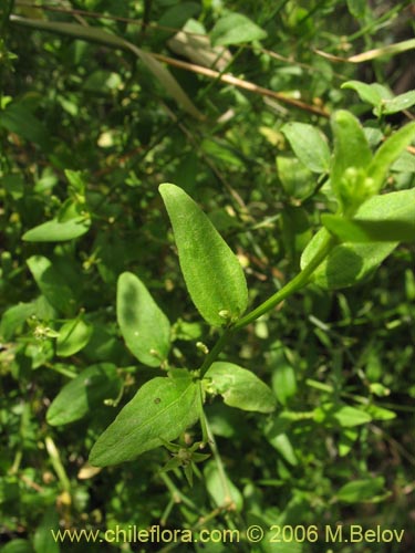 没断定的植物 sp. #2403的照片