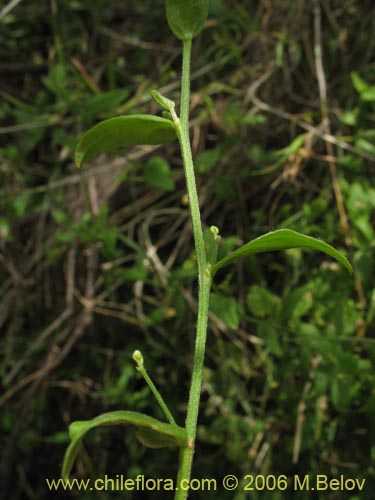 Imágen de Planta no identificada sp. #2403 (). Haga un clic para aumentar parte de imágen.