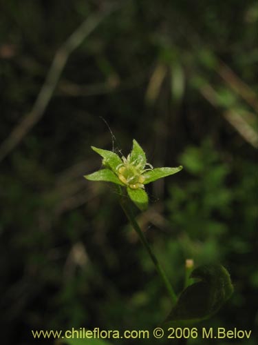 Imágen de Planta no identificada sp. #2403 (). Haga un clic para aumentar parte de imágen.