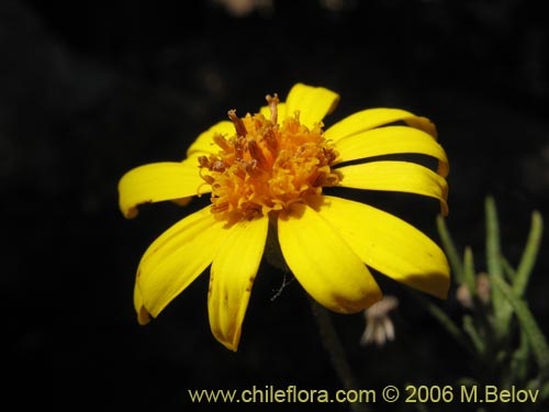 Senecio sp. #1644의 사진