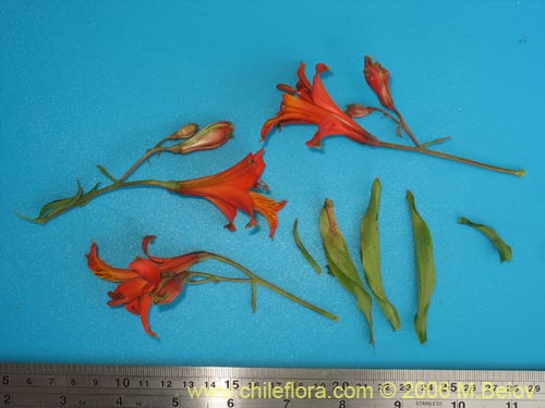 Image of Alstroemeria ligtu ssp. simsii (Flor del gallo). Click to enlarge parts of image.