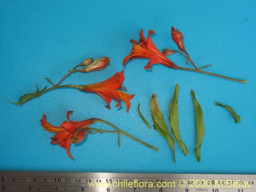 Alstroemeria ligtu ssp. simsii的照片