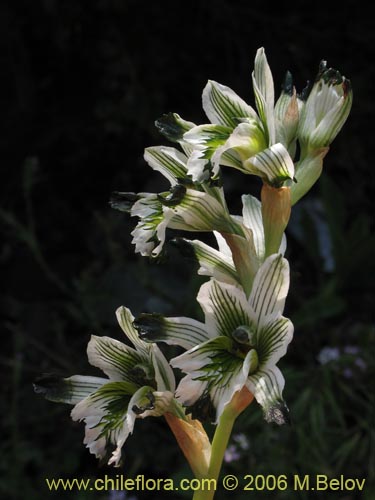 Image of Chloraea bletioides (). Click to enlarge parts of image.