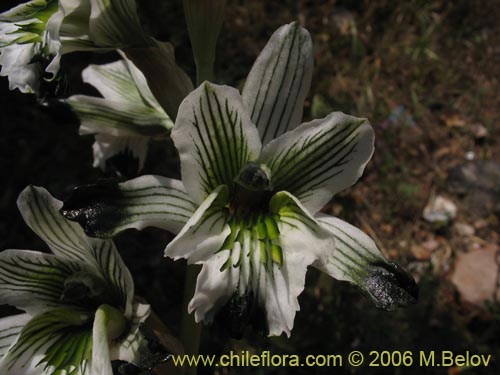 Chloraea bletioides的照片