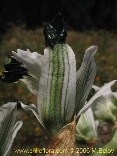 Imágen de Chloraea bletioides (). Haga un clic para aumentar parte de imágen.