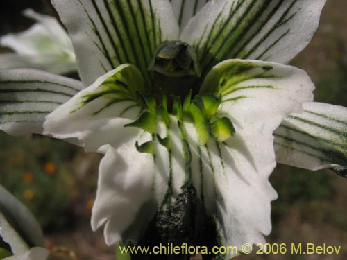 Chloraea bletioidesの写真