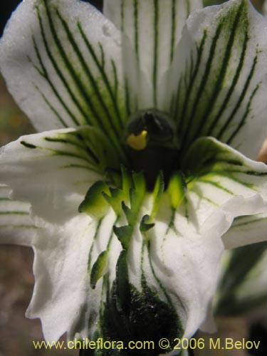 Image of Chloraea bletioides (). Click to enlarge parts of image.