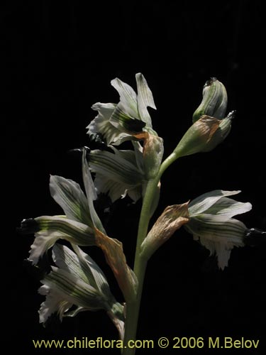 Chloraea bletioides的照片