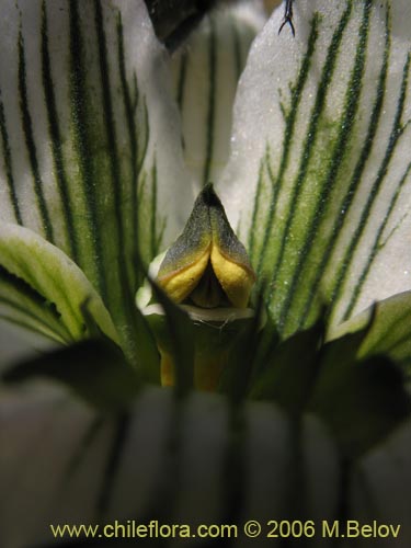 Bild von Chloraea bletioides (). Klicken Sie, um den Ausschnitt zu vergrössern.