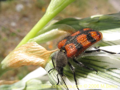 Chloraea bletioides的照片