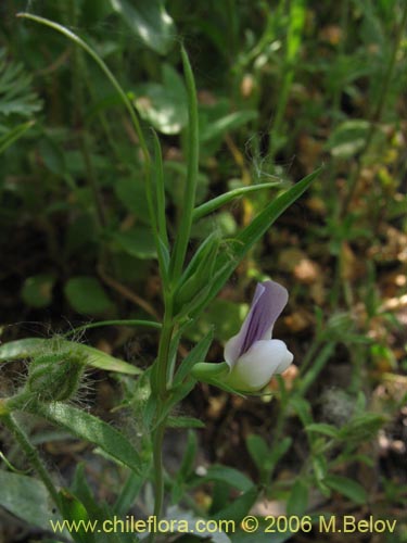 Imágen de Vicia vicina (). Haga un clic para aumentar parte de imágen.