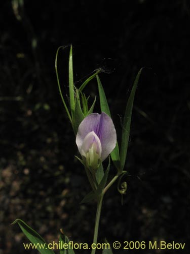 Vicia vicina的照片