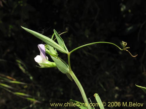 Bild von Vicia vicina (). Klicken Sie, um den Ausschnitt zu vergrössern.