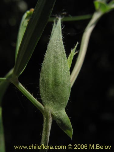 Imágen de Vicia vicina (). Haga un clic para aumentar parte de imágen.