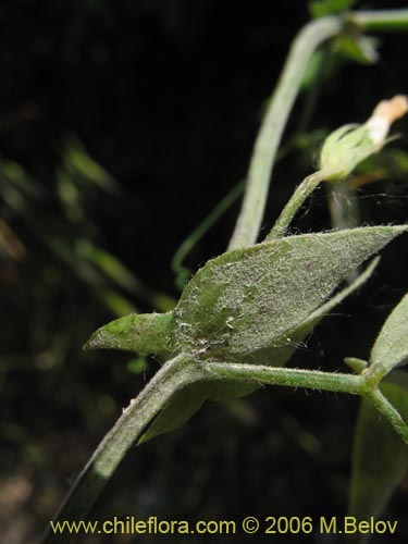 Bild von Vicia vicina (). Klicken Sie, um den Ausschnitt zu vergrössern.