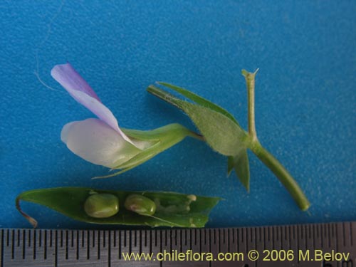 Image of Chloraea bletioides (). Click to enlarge parts of image.