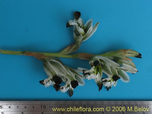 Image of Chloraea bletioides (). Click to enlarge parts of image.