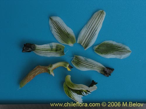 Chloraea bletioides的照片