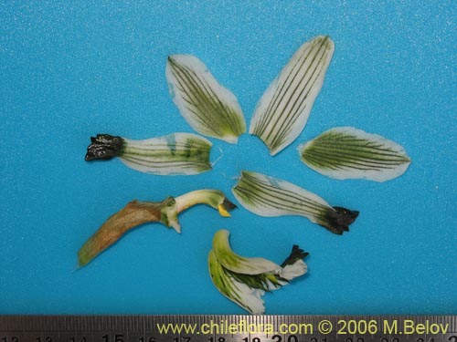 Image of Chloraea bletioides (). Click to enlarge parts of image.