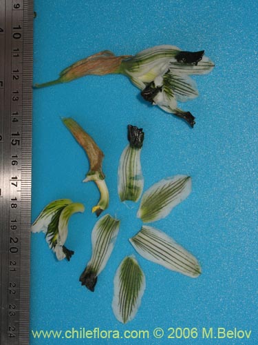 Chloraea bletioides的照片