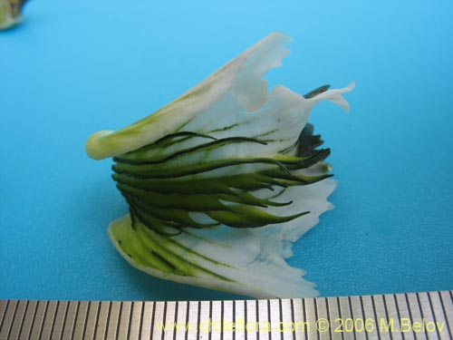 Фотография Chloraea bletioides (). Щелкните, чтобы увеличить вырез.