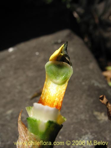 Image of Chloraea bletioides (). Click to enlarge parts of image.