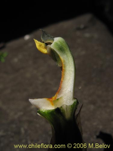 Image of Chloraea bletioides (). Click to enlarge parts of image.