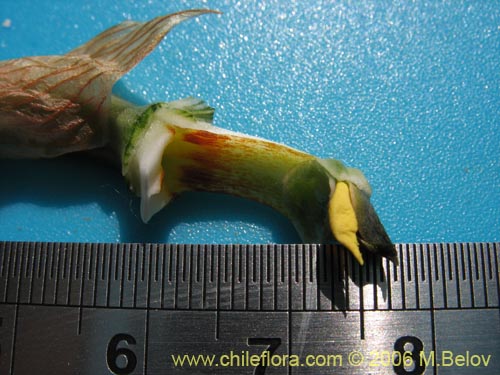 Фотография Chloraea bletioides (). Щелкните, чтобы увеличить вырез.