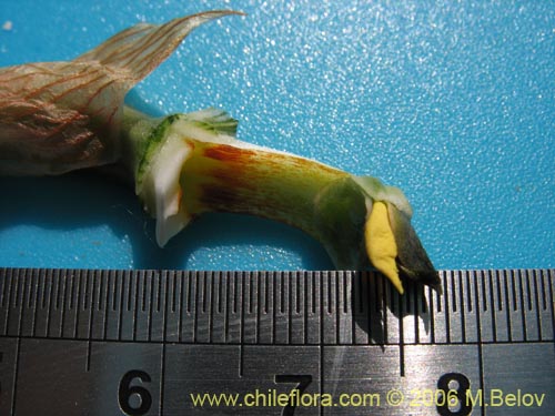 Image of Chloraea bletioides (). Click to enlarge parts of image.