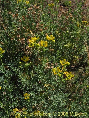 Bild von Ruta chalepensis (). Klicken Sie, um den Ausschnitt zu vergrössern.