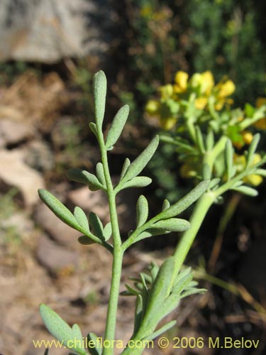 Bild von Ruta chalepensis (). Klicken Sie, um den Ausschnitt zu vergrössern.