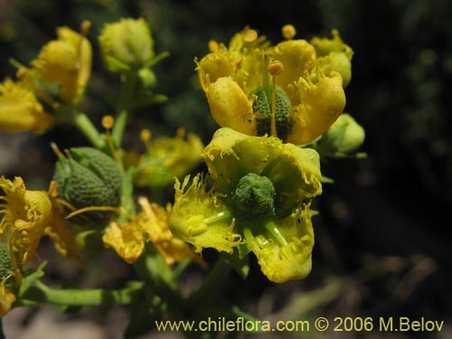 Bild von Ruta chalepensis (). Klicken Sie, um den Ausschnitt zu vergrössern.