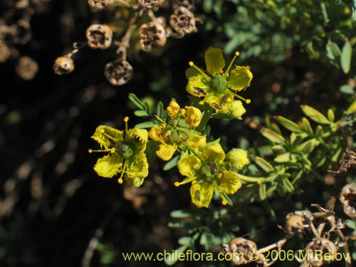 Bild von Ruta chalepensis (). Klicken Sie, um den Ausschnitt zu vergrössern.